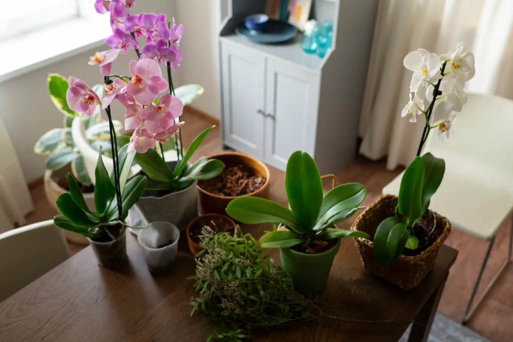 Macetas para orquídeas